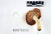 Russula albella image