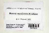Russula amygdaloides image