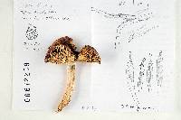 Russula amygdaloides image