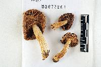Russula abietina image