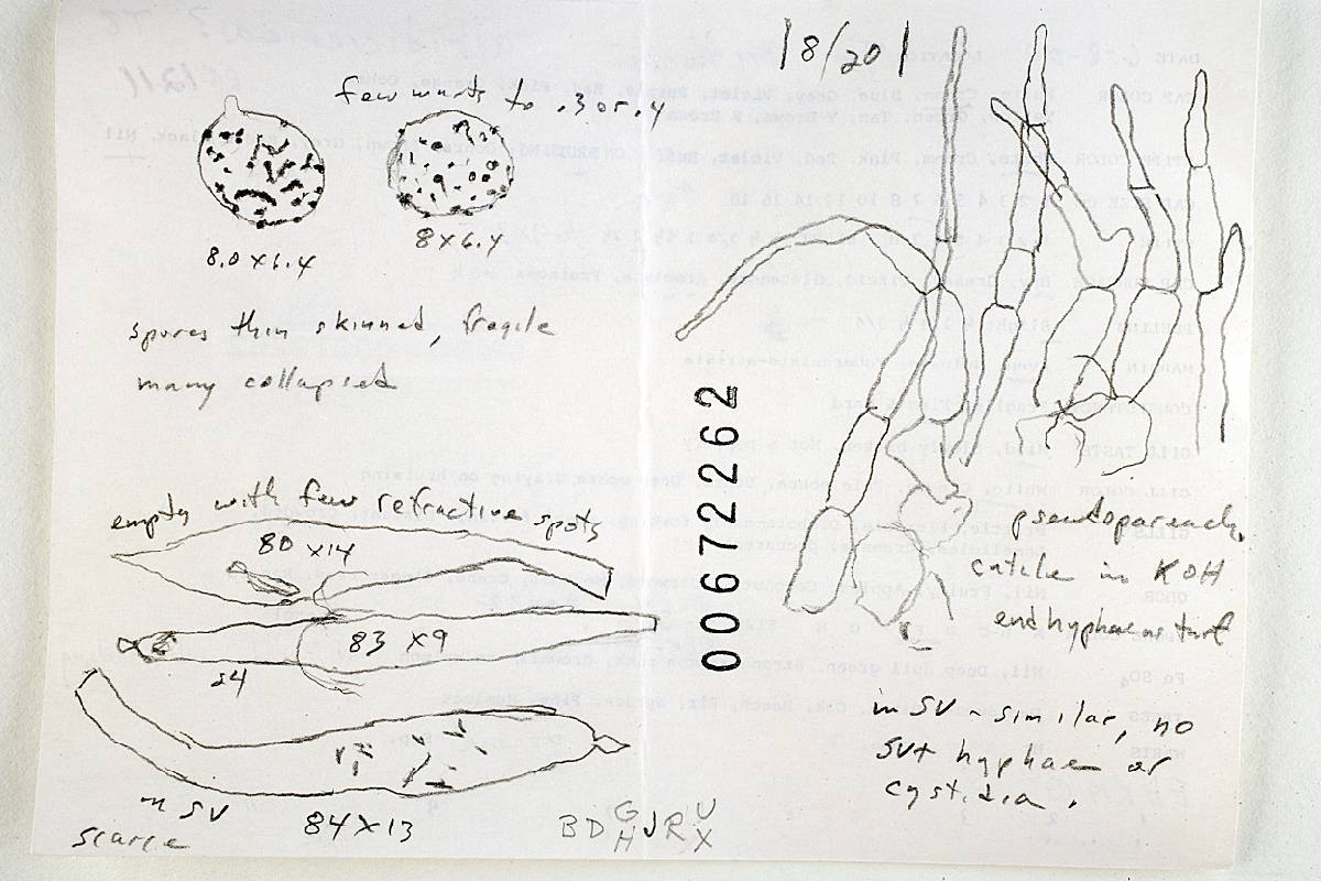 Russula albidicremea image