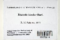 Russula bicolor image