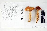 Russula bicolor image