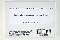 Russula cinereopurpurea image
