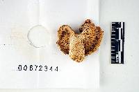 Russula chlorinosma image