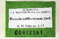 Russula californiensis image