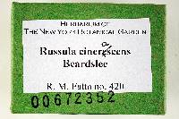 Russula cinerascens image
