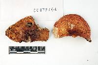 Russula decolorans image