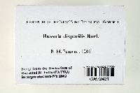 Russula disparilis image