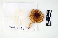Russula disparilis image