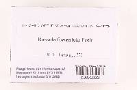 Russula foetentula image