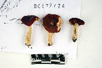 Russula fragiloides image