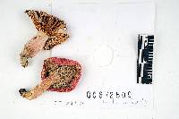 Russula lilacea image