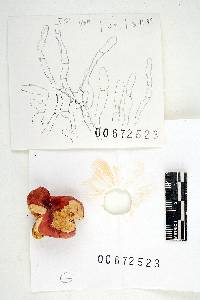 Russula luteispora image