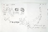 Russula luteispora image