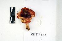 Russula incarnaticeps image