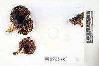 Russula violeipes image
