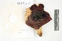 Russula melliolens image