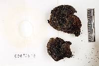Russula michiganensis image