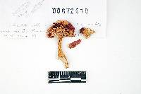 Russula montana image