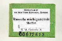 Russula michiganensis image