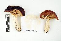 Russula paludosa image