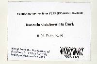 Russula viridioculata image