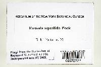 Russula squalida image