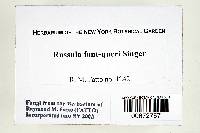 Russula font-queri image