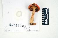 Russula subpunctata image