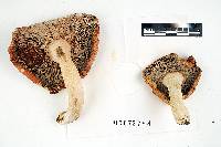 Russula pulchra image