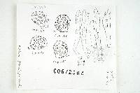 Russula cochisei image