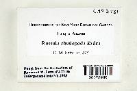 Russula rhodopoda image