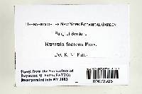 Russula foetens image