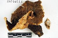 Polyporus melanopus image