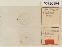 Hymenogaster minimus image