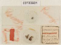 Hymenogaster remyi image