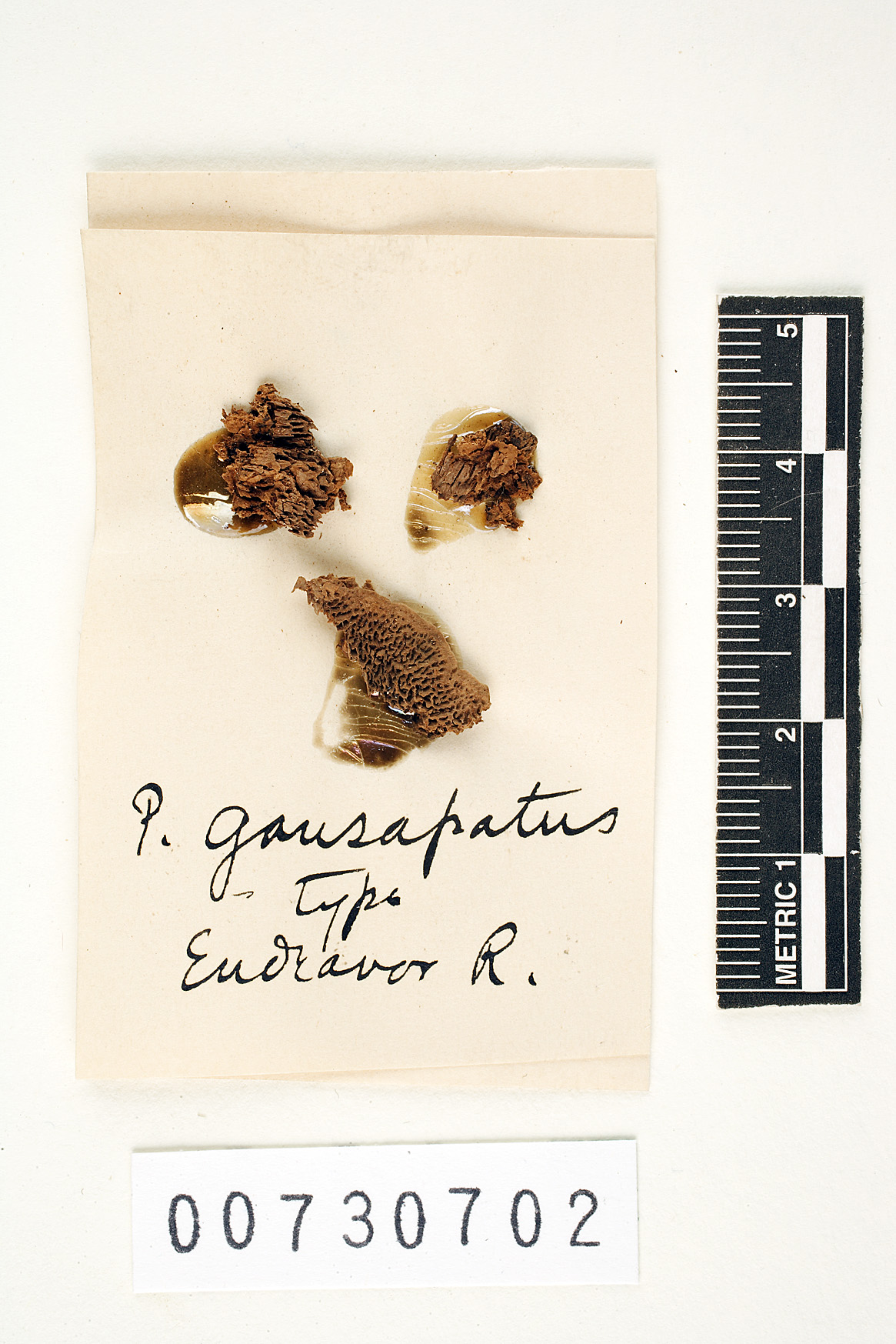 Polyporus gausapatus image