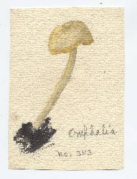 Image of Omphalina cremea