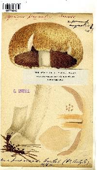 Gymnopus peronatus image