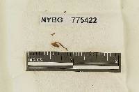 Naucoria hepaticicola image