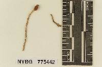 Naucoria scirpicola image