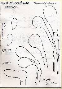 Prunulus fusipes image