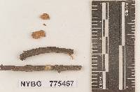 Image of Pholiota cinchonensis