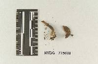 Clitopilus sphaerosporus image