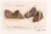 Septobasidium jamaicensis image