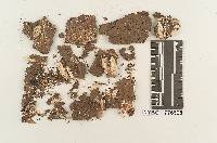 Fuscoporella corruscans image