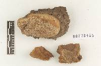 Fomitiporia dryophila image