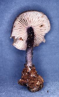 Leptonia cyanea var. occidentalis image