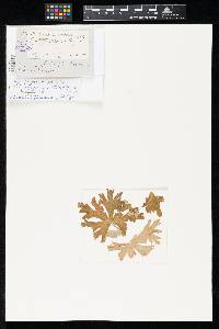 Ramularia geranii image